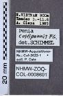 Etiketten zu Penia costipennis (NHMW-ZOO-COL-0008691)